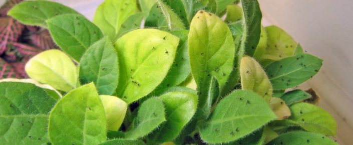A close up of green leaves with black spots