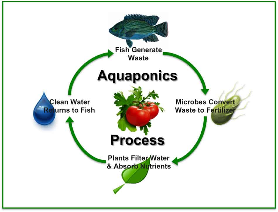 Aquaponics Process Aquaponics Process