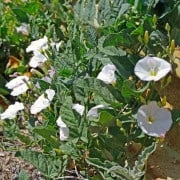 Bindweed Flowers