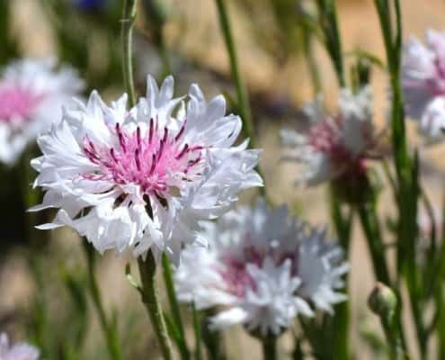 Heirloom Flowers