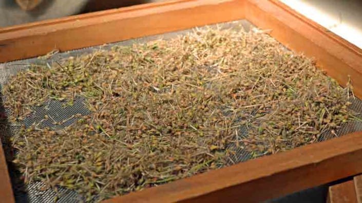 Coconut Geranium on Seed Screen