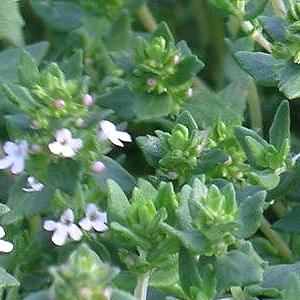 English Thyme