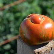 Heirloom Tomato Heirloom Tomato