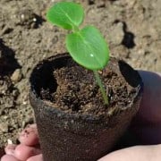 Cucumber Seedling Germination Cucumber Seedling Germination