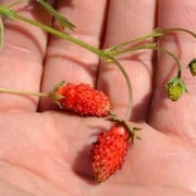 Alpine Strawberries in Hand Alpine Strawberries in Hand