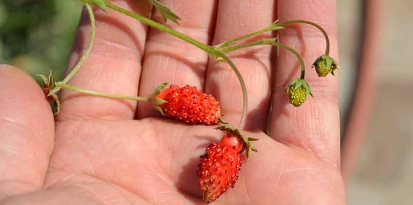 Alpine Strawberries in Hand