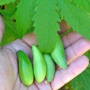 Handfull of Achocha