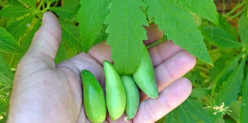 Handfull of Achocha