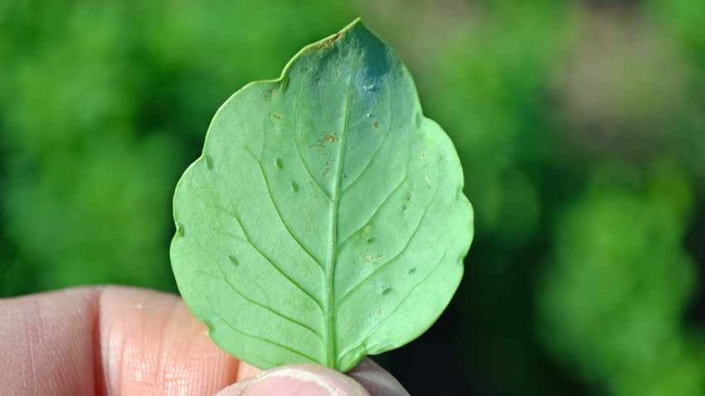 Papalo Leaf