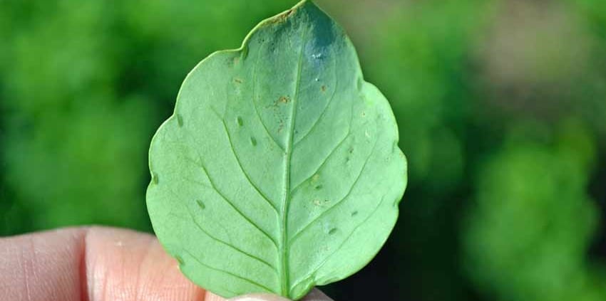 Papalo Leaf