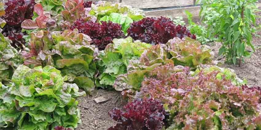 Intercropped Lettuces