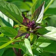 Thai Basil Thai Basil