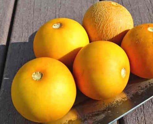 A bunch of oranges are on the table