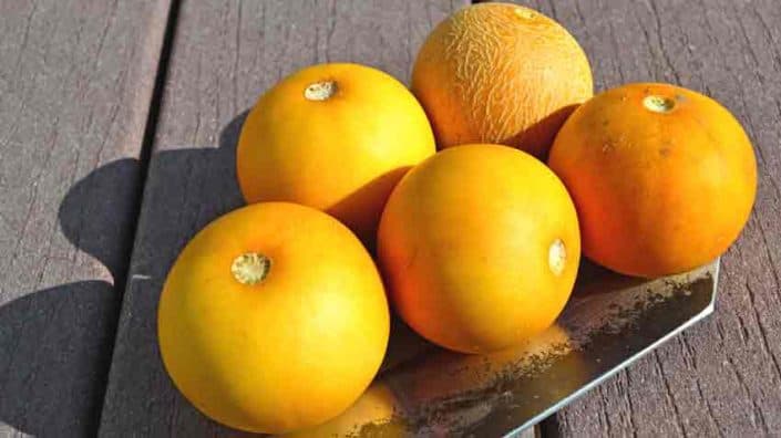 Ripe Vine Peaches A bunch of oranges are on the table