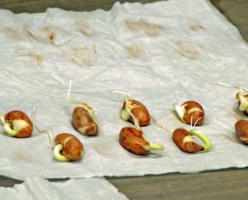 A group of hot dogs on wax paper.