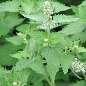 A close up of the leaves on a plant