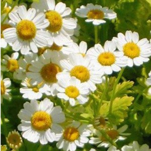 A close up of some daisies in the grass