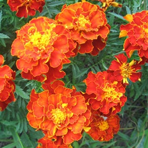 A close up of some orange flowers with green leaves