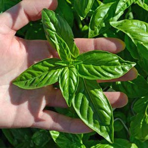 A person holding up a green leaf in their hand.