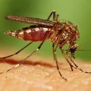 A close up of an insect on the ground