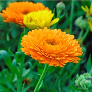 A close up of some orange flowers in the grass