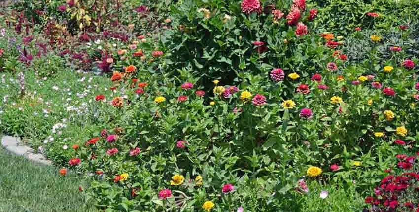 A field of flowers with many different colors.