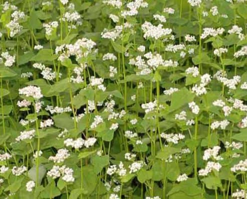 A field of white flowers with green leaves.