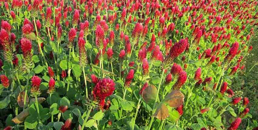 A field of red flowers with green leaves.