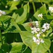 Bee on Buckwheat Blossoms A bee on a flower in the middle of green leaves.