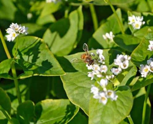 A bee on a flower in the middle of green leaves.