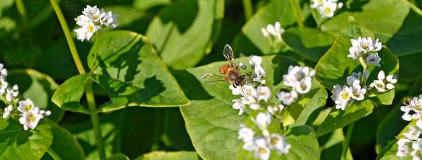 A bee on a flower in the middle of green leaves.