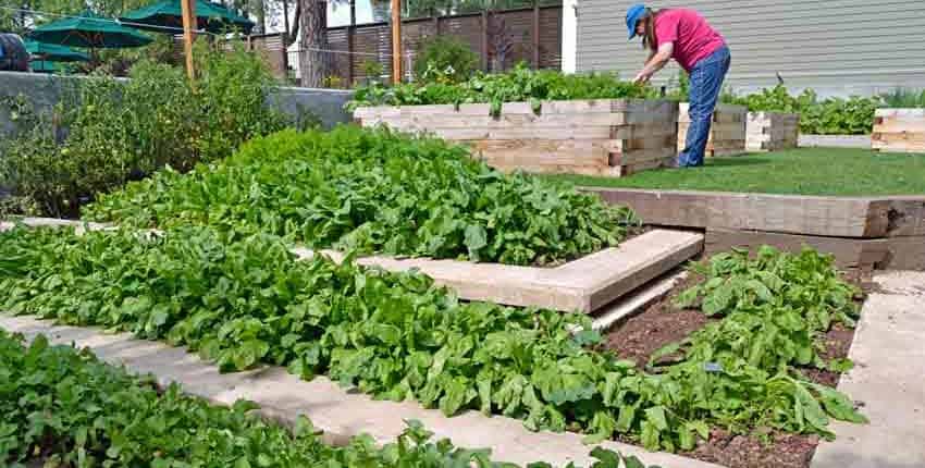 A person in a garden with many plants