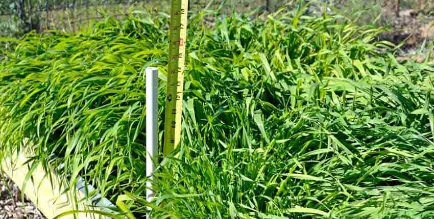 A field of grass with some yellow poles