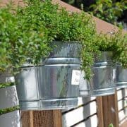 Herbs in Containers A row of metal buckets with plants growing in them.