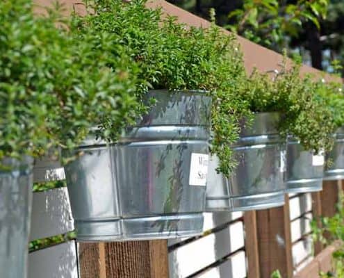 A row of metal buckets with plants growing in them.