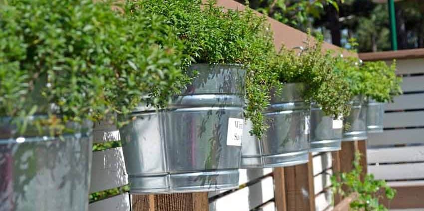 A row of metal buckets with plants growing in them.
