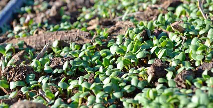 A close up of some green plants in the dirt