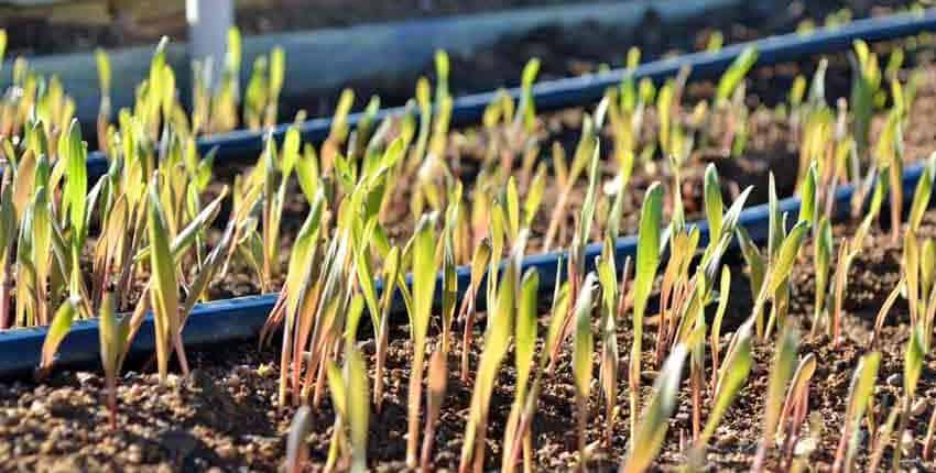 A close up of some plants growing in the dirt