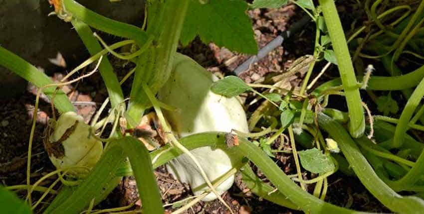 A close up of some plants in the grass