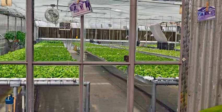 A greenhouse with lettuce growing in it.