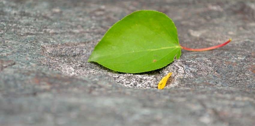 A green leaf laying on the ground next to a cigarette.