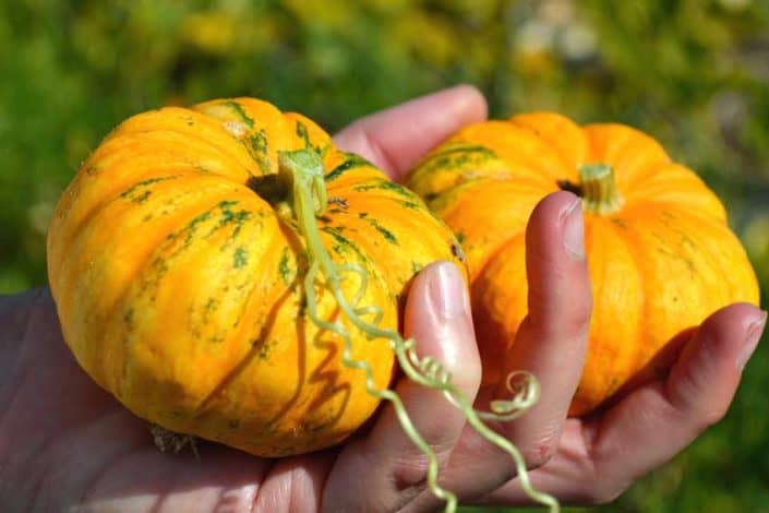 Jack Be Little Pumpkins A person holding some small pumpkins in their hands