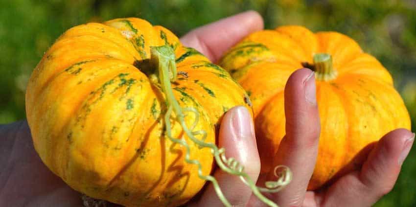 A person holding some small pumpkins in their hands