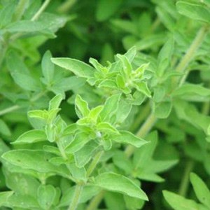 True Greek oregano