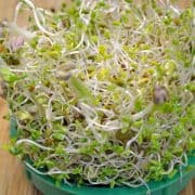Week Old Sprouts A bowl of sprouts on top of a wooden table.