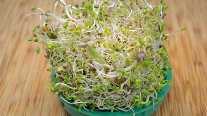 Week Old Sprouts A bowl of sprouts on top of a wooden table.