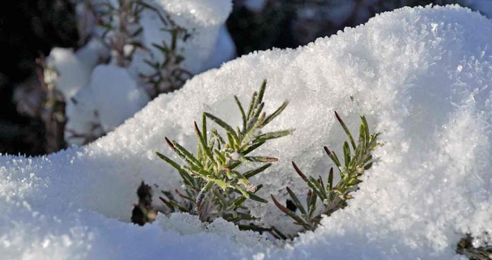 A close up of rosemary in the snow