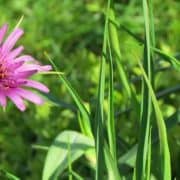Salsify Flower A pink flower and green grass in the middle of a field.