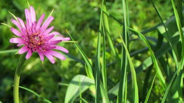 Salsify Flower A pink flower and green grass in the middle of a field.