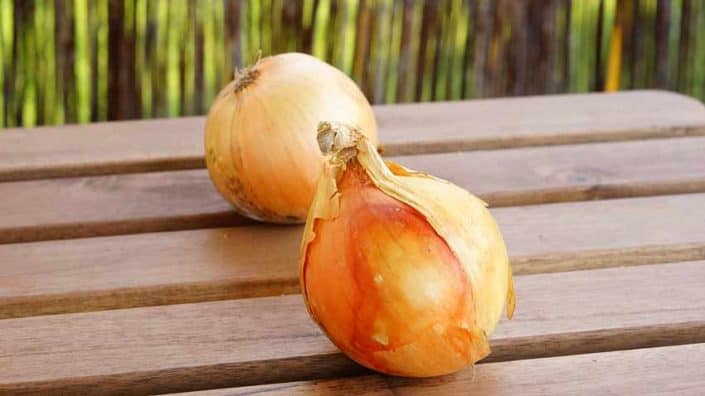 Ebenezer Spring Onions Two onions are sitting on a table outside.